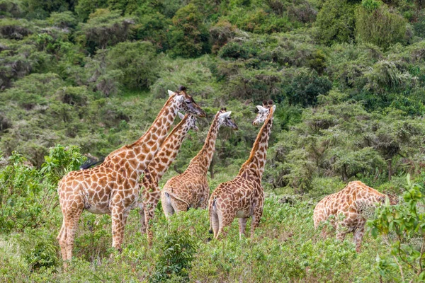 Grupa Żyraf Kraterze Ngorongoro Tanzania — Zdjęcie stockowe