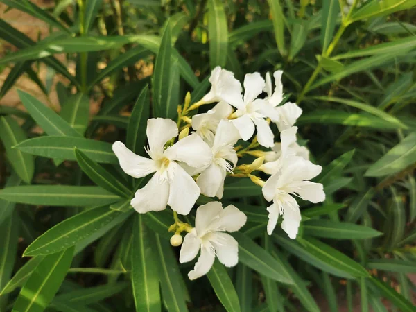 Zbliżenie Białych Oleander Kwiaty Kwitnące Ogrodzie — Zdjęcie stockowe