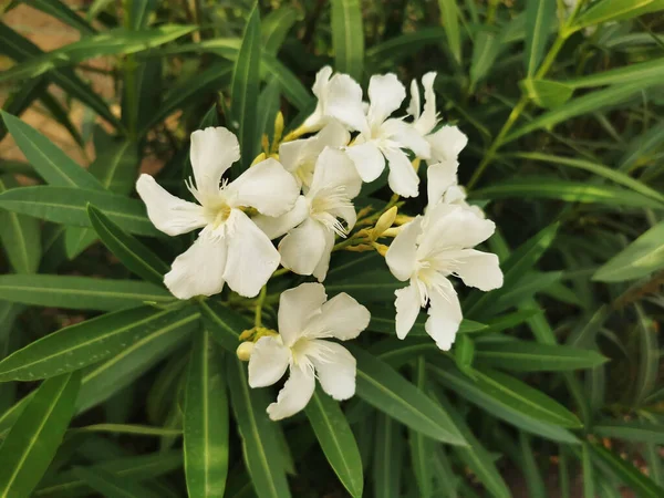 Une Plante Nerium Blanc Fleurissant Dans Jardin — Photo