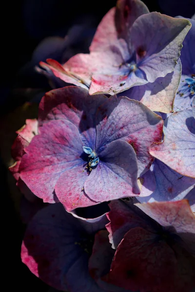 Ένα Κάθετο Πλάνο Από Όμορφα Λουλούδια Ορτανσίας — Φωτογραφία Αρχείου