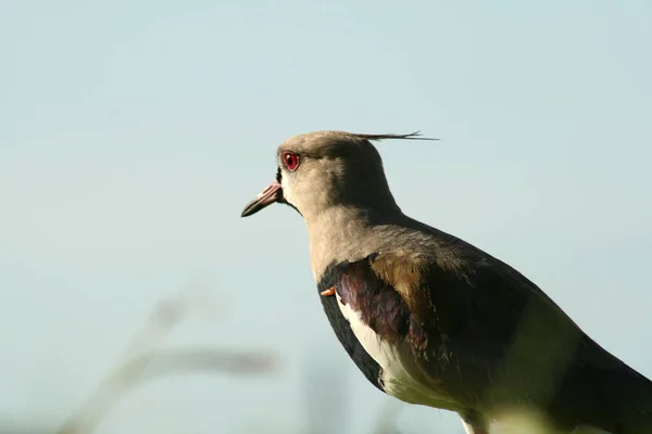 Tero Está Orilla Del Río Camina Por Hierba Con Sus — Foto de Stock