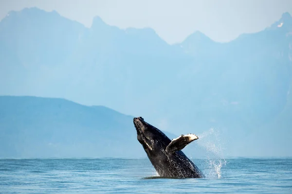 Uma Vista Hipnotizante Brecha Baleia Jubarte Saltando — Fotografia de Stock