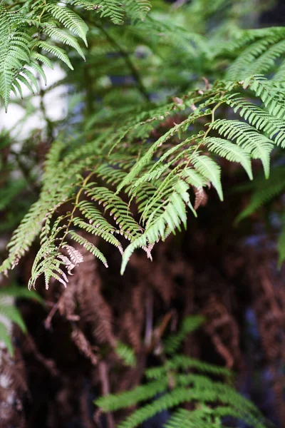 Eine Vertikale Aufnahme Grüner Farnblätter Auf Verschwommenem Hintergrund — Stockfoto