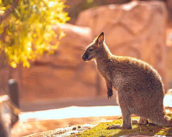 Gros Plan Mignon Kangourou Dans Parc — Photo