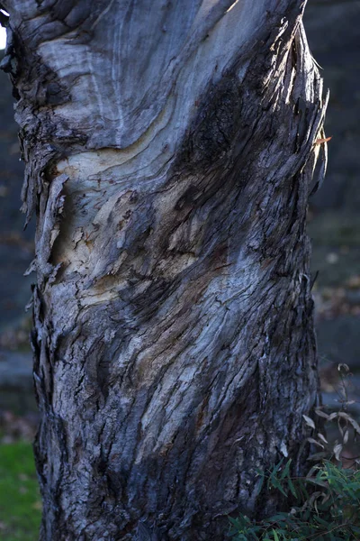 背景がぼやけている古い木の幹の垂直ショット — ストック写真