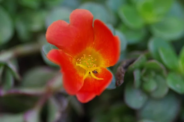 Close Two Reddish Purslane Portulaca Detailed Calyxes Ant Blurred Rocky — Stock Photo, Image