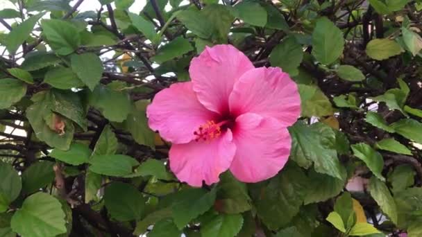 Hermosa Flor Rosa Jardín — Vídeo de stock
