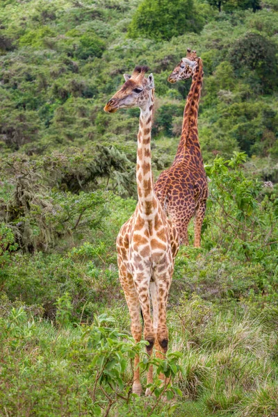 Вертикальный Снимок Двух Жирафов Кратере Нгоронгоро Танзания — стоковое фото
