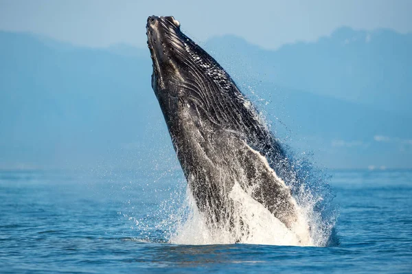 空気中でジャンプザトウクジラの違反の魅惑的なビュー — ストック写真