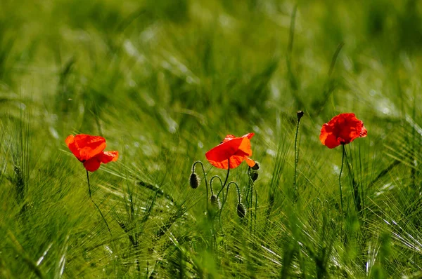 Flores Papoula Acrescentam Salpicos Cor Vermelha Campo Grão Contraste Bokeh — Fotografia de Stock