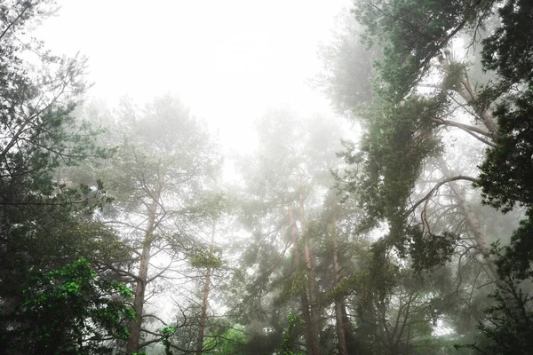 Vue Angle Bas Arbre Forestier Avec Brouillard Dense — Photo