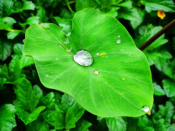 大きな葉の上に水滴の高角度のショット — ストック写真