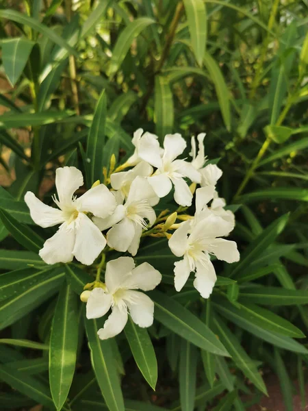 Красиві Квіти Білого Олеандра Цвітуть Саду — стокове фото