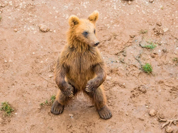 Cachorro Oso Cubierto Barro — Foto de Stock