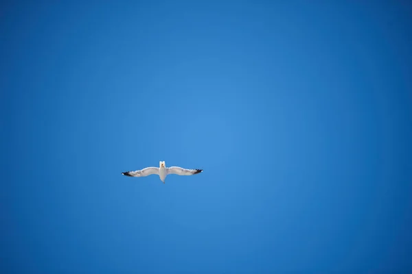 Uma Gaivota Voadora Contra Céu Azul — Fotografia de Stock