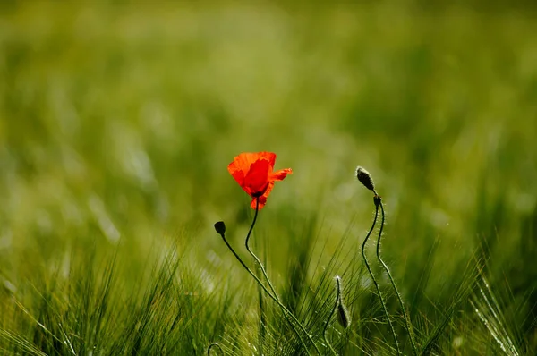 Flores Papoula Acrescentam Salpicos Cor Vermelha Campo Grão Contraste Bokeh — Fotografia de Stock