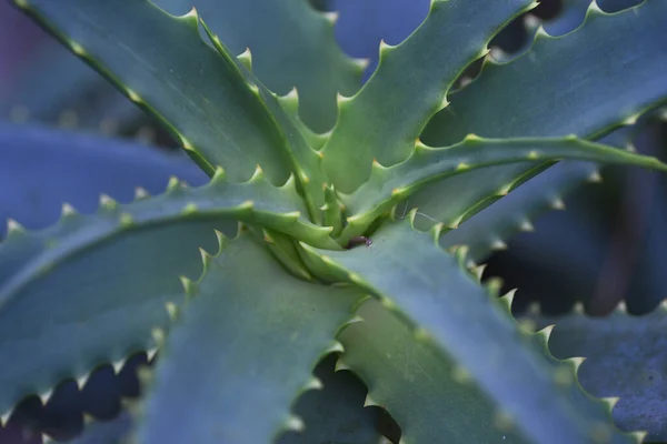 Närbild Aloe Vera Plantan Blad — Stockfoto
