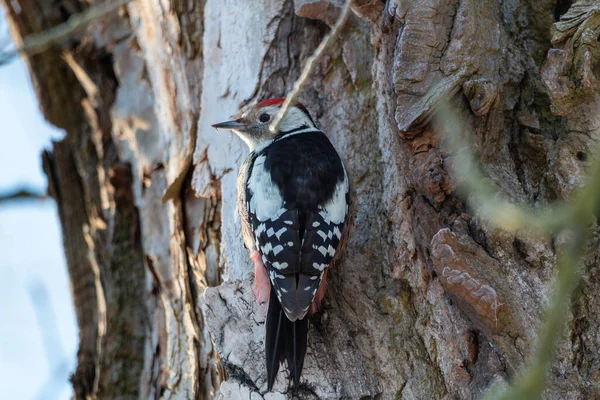 一个大斑点啄木鸟在树上的后视镜 — 图库照片
