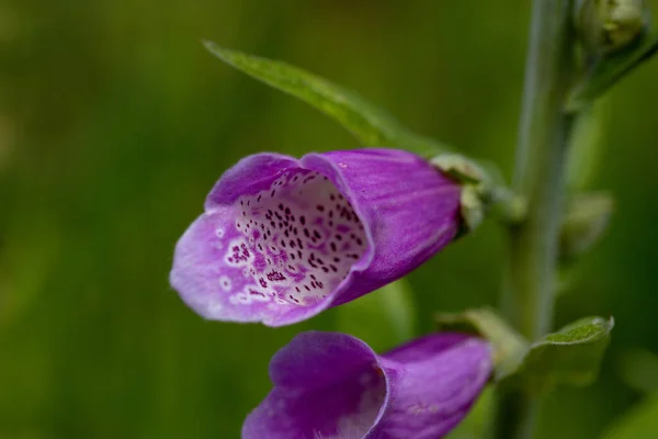 Närbild Lila Foxhandskar Blommar — Stockfoto