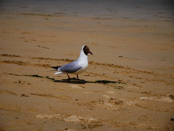 Bela Foto Uma Gaivota Praia — Fotografia de Stock