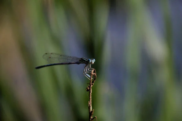 Mise Point Sélective Une Libellule Sur Une Branche — Photo