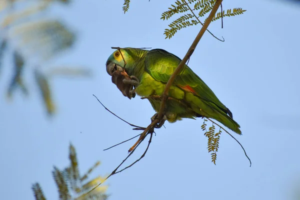 Söt Turkos Fronterad Amazon Amazona Aestiva Ett Träd Park Buenos — Stockfoto