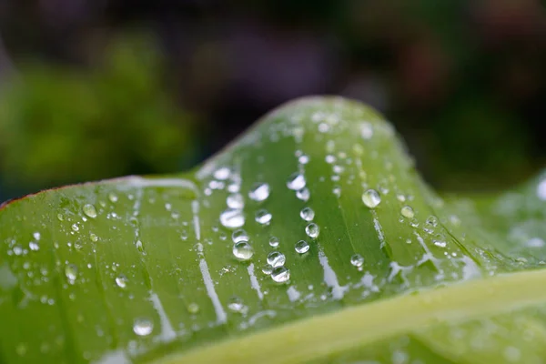Вибірковий Фокус Крапель Води Зеленому Листі — стокове фото