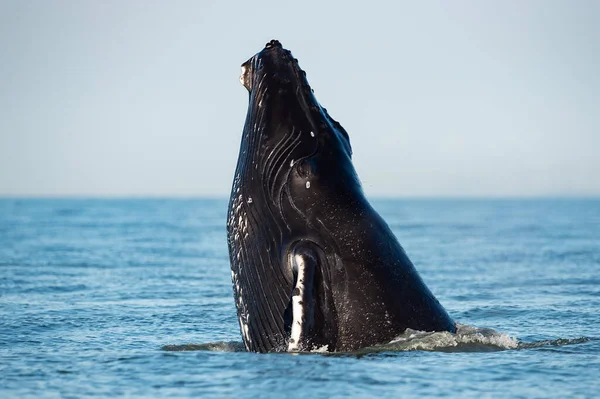 Una Vista Fascinante Brecha Ballena Jorobada Saltando Aire — Foto de Stock