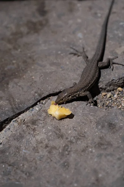 Vertical Closeup Shot Lizard Stone Eating Piece Food — 图库照片