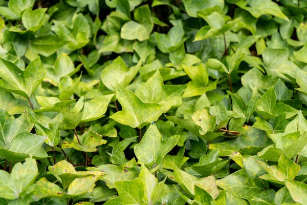 Çalının Üzerindeki Yeşil Yaprakların Yakın Plan Çekimi — Stok fotoğraf