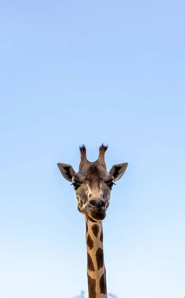Gökyüzünün Arka Planında Bir Zürafanın Dikey Yakın Çekimi — Stok fotoğraf