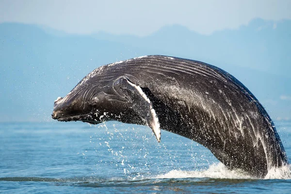 Mesmerizing View Humpback Whale Breach Jumping Air — Stock Photo, Image