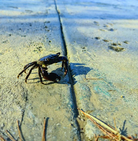 Closeup Shot Black Crab Stone — Φωτογραφία Αρχείου