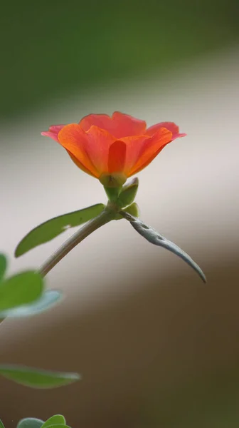 Tiro Close Bela Faixa Vermelha Cultivada Jardim — Fotografia de Stock