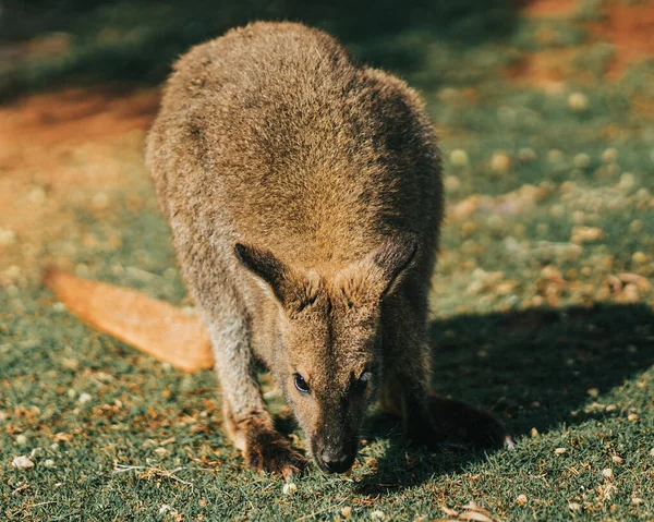 Zbliżenie Ujęcie Ślicznego Kangura Jedzącego Trawę — Zdjęcie stockowe