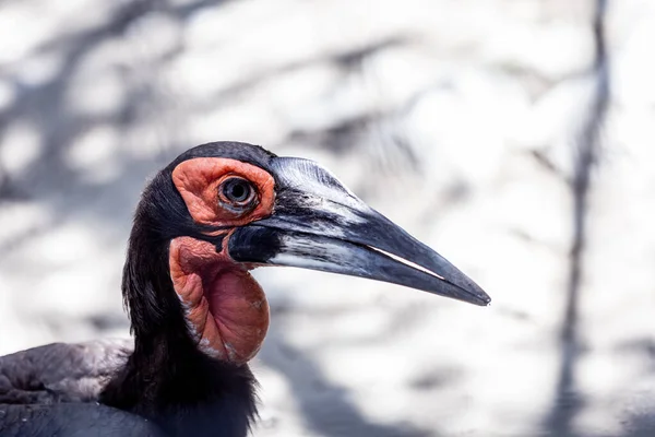 Primer Plano Del Avispón Del Sur Zoológico — Foto de Stock