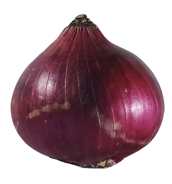 Onion Isolated White Background — 스톡 사진