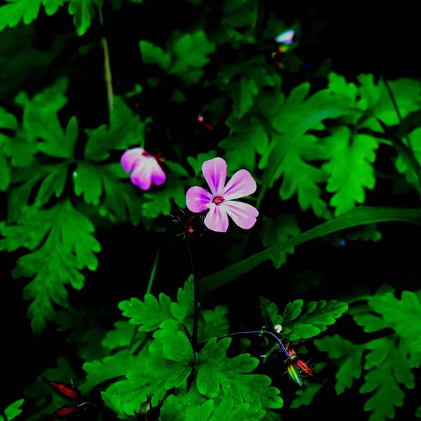 Крупним Планом Знімок Квітучої Рослинної Квітки — стокове фото