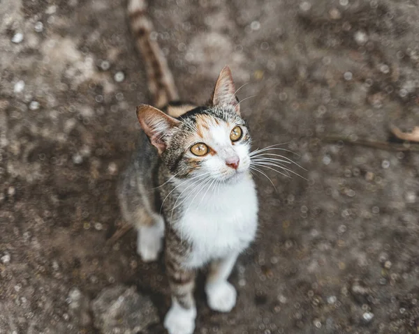 Eine Nahaufnahme Einer Niedlichen Katze Mit Leuchtend Gelben Augen — Stockfoto