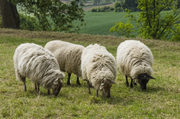 Pecora Mergelland Una Razza Pura Rara Vecchia Pascolo Nel Limburgo — Foto Stock