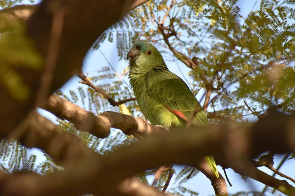 Una Bonita Amazona Fachada Turquesa Amazona Aestiva Sobre Árbol Parque — Foto de Stock