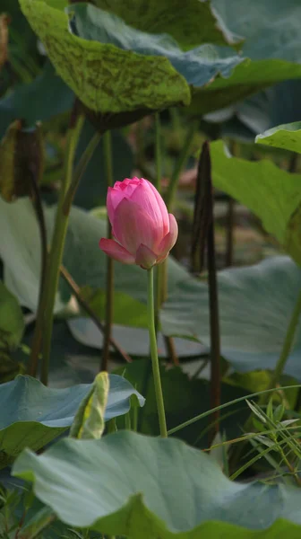 Closeup Shot Beautiful Pink Lotus Flower — Stock Photo, Image