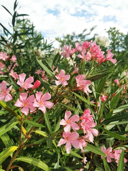 Вертикальний Знімок Ніжних Рожевих Квітів Олеандр Саду — стокове фото