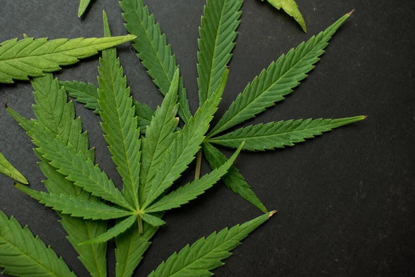 Fresh Cannabis Leaves Dark Gray Surface — 스톡 사진