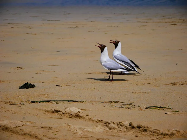 Hermosa Foto Dos Gaviotas Playa — Foto de Stock