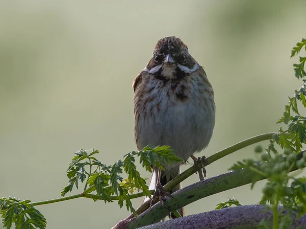 Fermeture Gros Bruissement Moineau Domestique Debout Sur Brin Dans Arbre — Photo