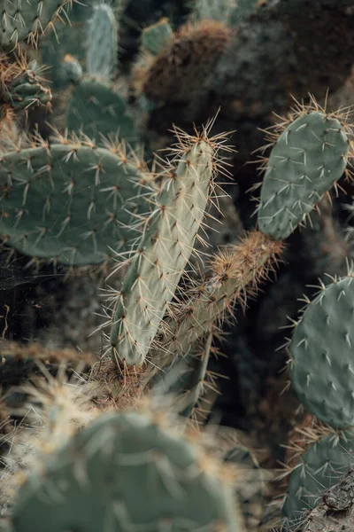 Vertshot Uma Planta Cacto Afiada Jardim — Fotografia de Stock