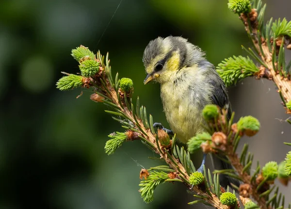 Primer Plano Pequeño Pájaro Triste Goldcrest Amarillo Gris Pie Sobre — Foto de Stock