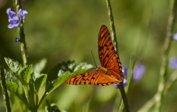 Крупним Планом Красива Метелик Природі Вдень — стокове фото