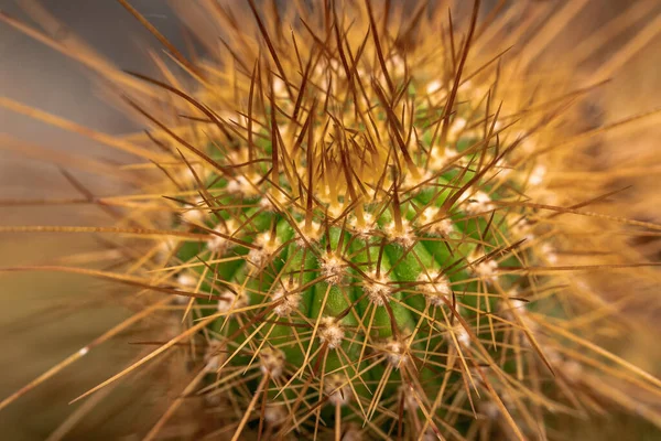Detailní Záběr Ostrých Bodců Kaktusovou Rostlinu — Stock fotografie
